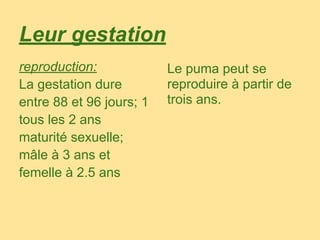 Leur gestation
reproduction:             Le puma peut se
La gestation dure         reproduire à partir de
entre 88 et 96 jours; 1   trois ans.
tous les 2 ans
maturité sexuelle;
mâle à 3 ans et
femelle à 2.5 ans
 