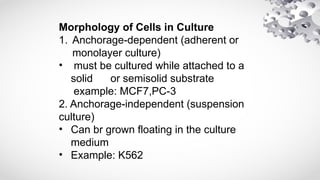 Lecrure-4.ppt animal biotechnology pdfhsh | PPTX