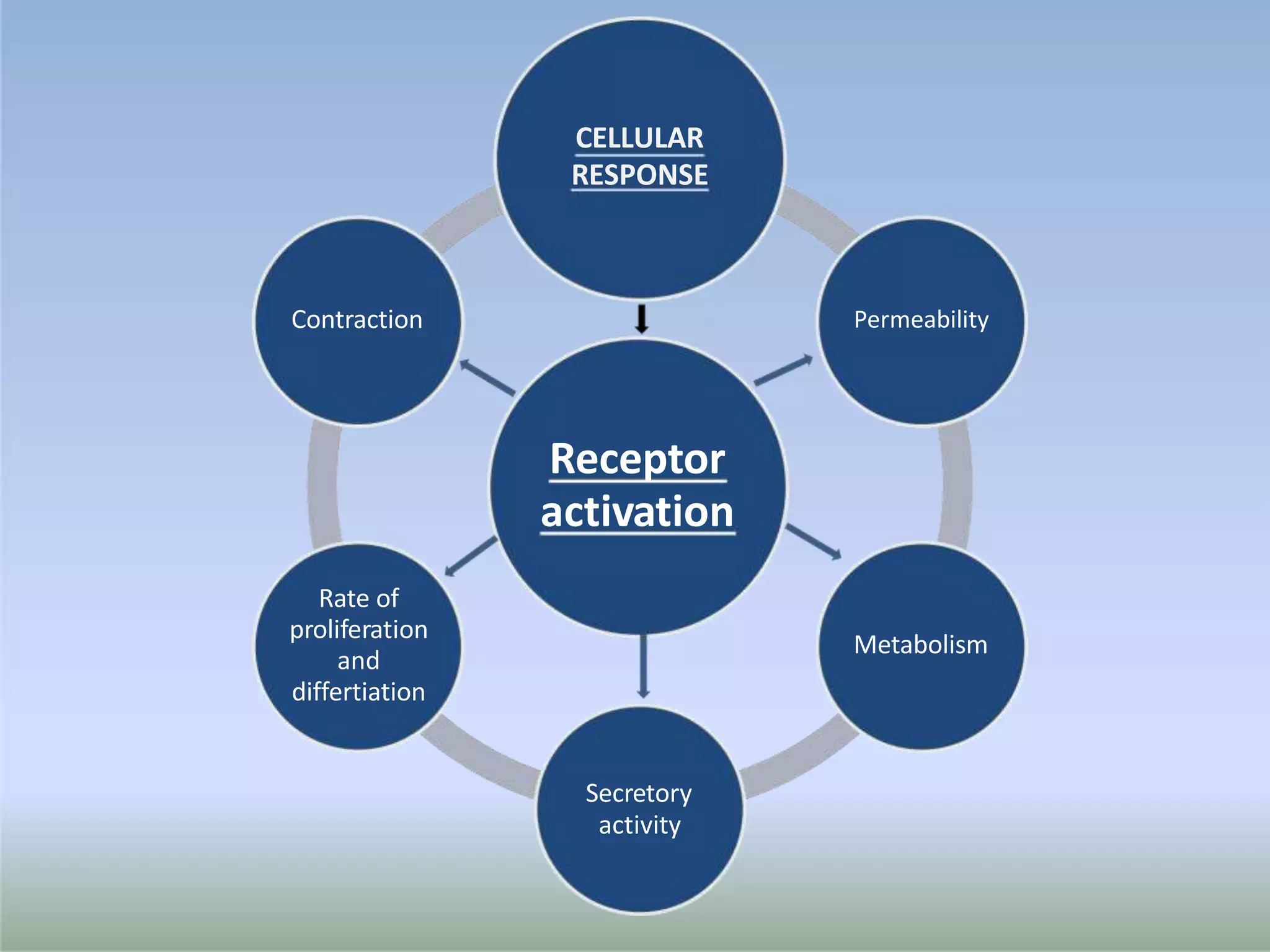 Receptor
activation
CELLULAR
RESPONSE
Permeability
Metabolism
Secretory
activity
Rate of
proliferation
and
differtiation
Contraction
 