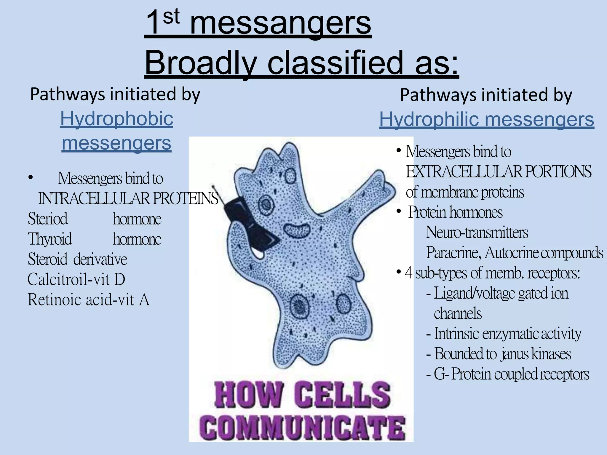 1st messangers
Broadly classified as:
Pathways initiated by
Hydrophobic
messengers
• Messengersbindto
INTRACELLULARPROTEINS
Steriod hormone
Thyroid hormone
Steroid derivative
Calcitroil-vit D
Retinoic acid-vit A
Pathways initiated by
Hydrophilic messengers
• Messengersbindto
EXTRACELLULARPORTIONS
ofmembraneproteins
• Proteinhormones
Neuro-transmitters
Paracrine,Autocrinecompounds
• 4sub-types of memb. receptors:
- Ligand/voltagegatedion
channels
- Intrinsic enzymaticactivity
- Boundedto januskinases
- G-Proteincoupledreceptors
 