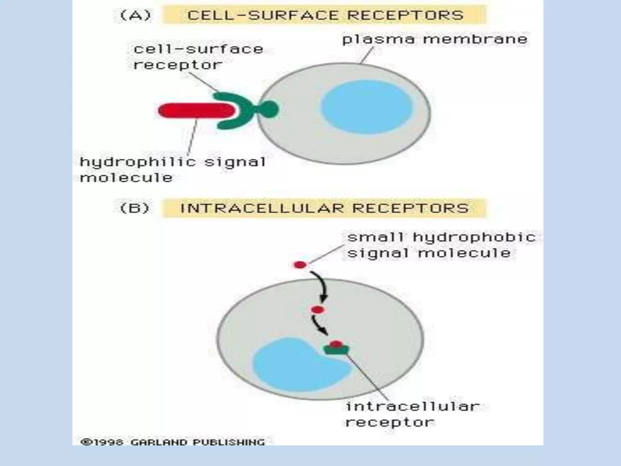 Types
• Receptors can be roughly divided into two major
classes: intracellular receptors and extracellular
receptors.
 