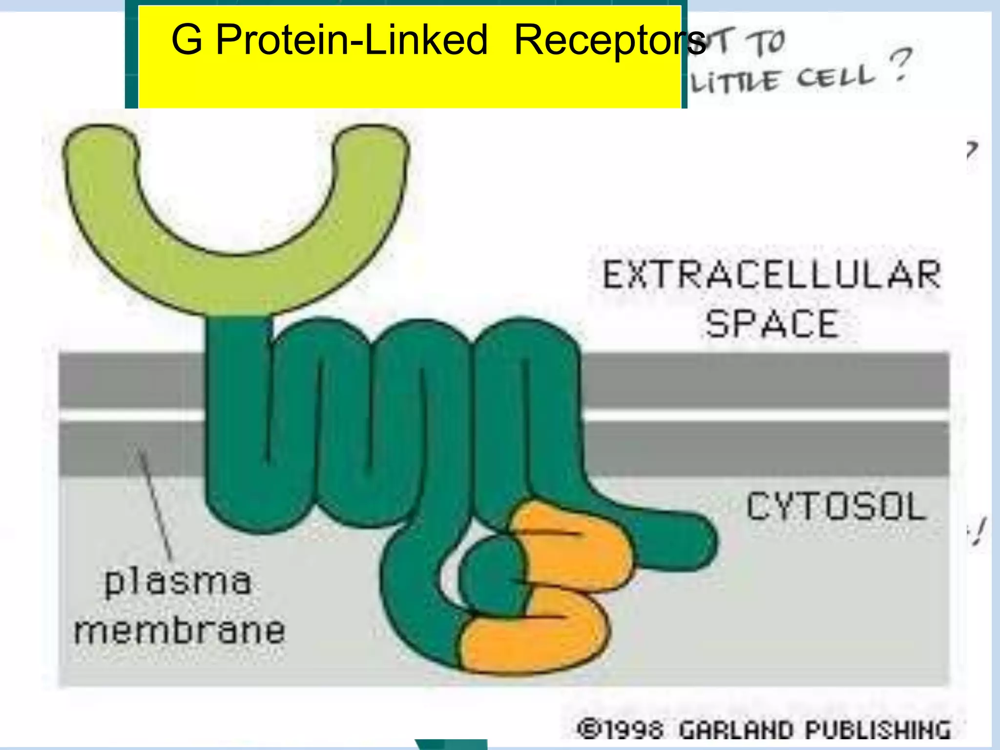 G Protein-Linked Receptors
 