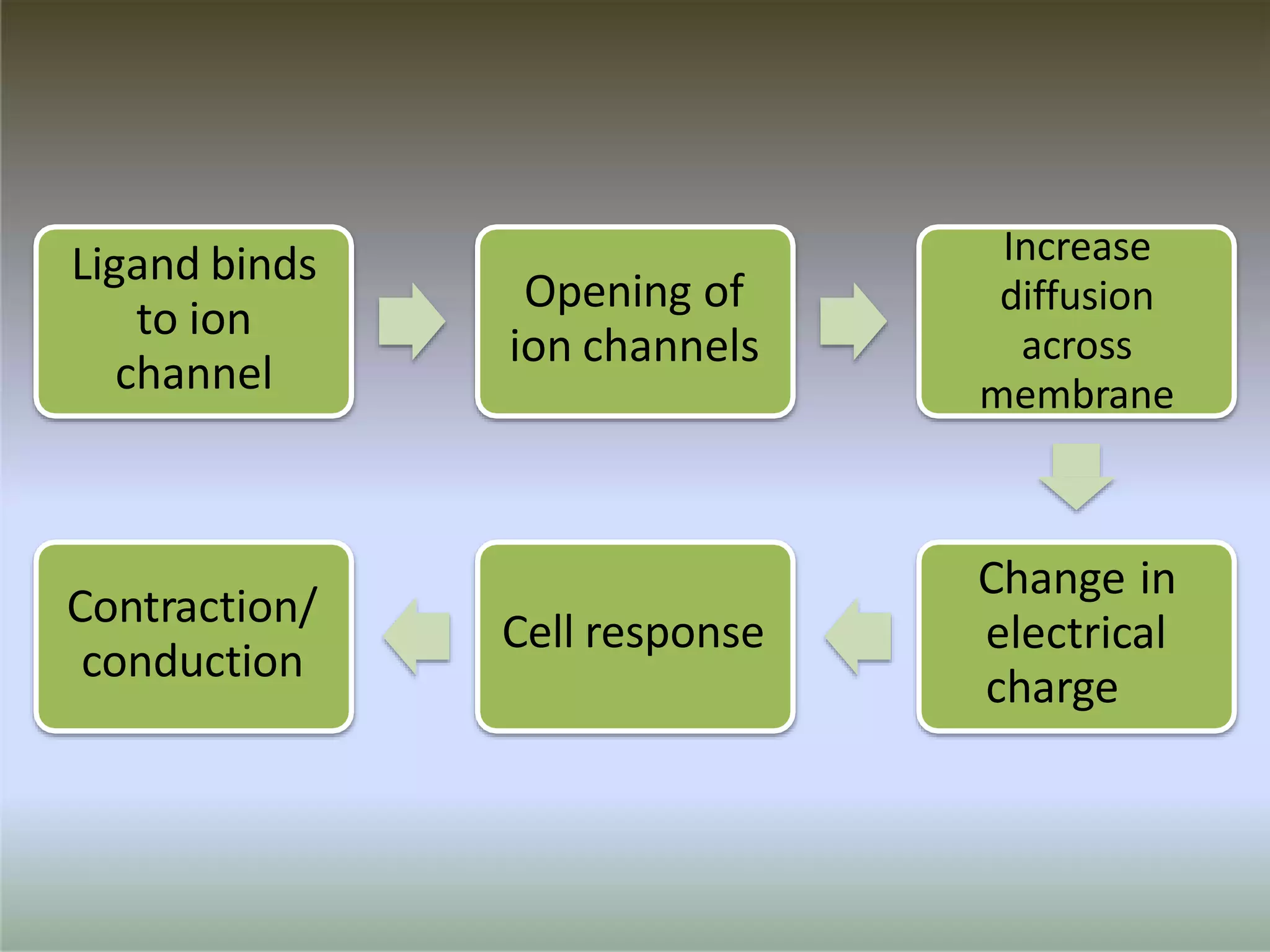 Ligand binds
to ion
channel
Opening of
ion channels
Increase
diffusion
across
membrane
Change in
electrical
charge
Cell response
Contraction/
conduction
 