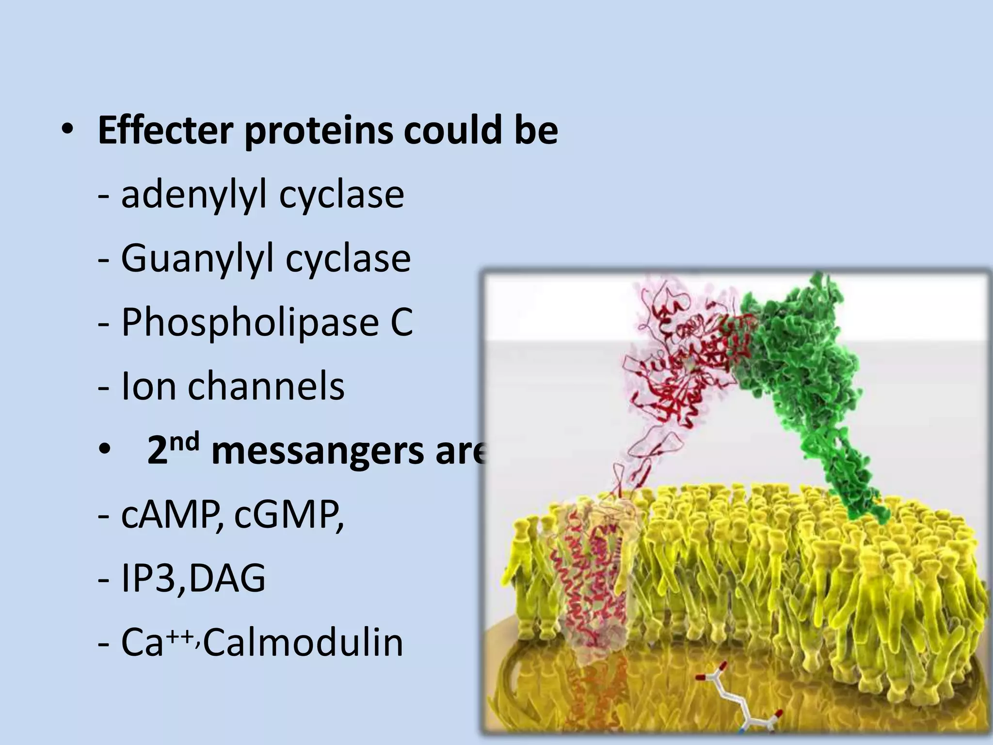 • Effecter proteins could be
- adenylyl cyclase
- Guanylyl cyclase
- Phospholipase C
- Ion channels
• 2nd messangers are
- cAMP, cGMP,
- IP3,DAG
- Ca++,Calmodulin
 