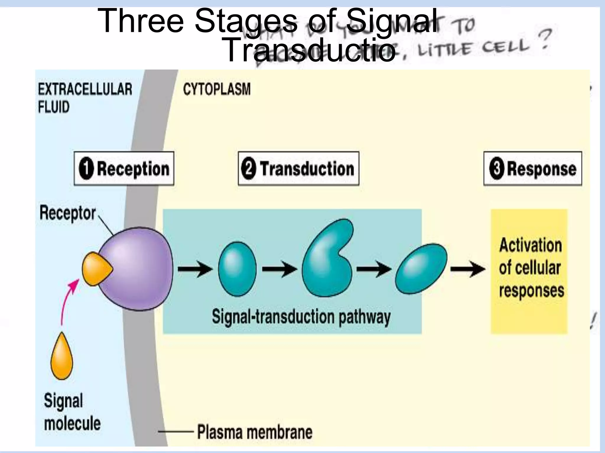 Three Stages of Signal
Transductio
 