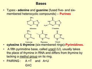 • Types:- adenine and guanine (fused five- and six-
membered heterocyclic compounds) – Purines
• cytosine & thymine (six-membered rings)-Pyrimidines.
• A fifth pyrimidine base, called uracil (U), usually takes
the place of thymine in RNA and differs from thymine by
lacking a methyl group on its ring.
• PAIRING : A =T and A=U
G≡C
Bases
 