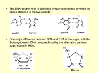 • The DNA double helix is stabilized by hydrogen bonds between the
bases attached to the two strands.
• One major difference between DNA and RNA is the sugar, with the
2-deoxyribose in DNA being replaced by the alternative pentose
sugar ribose in RNA.
Ribose
 