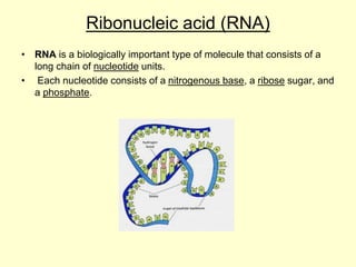 Ribonucleic acid (RNA)
• RNA is a biologically important type of molecule that consists of a
long chain of nucleotide units.
• Each nucleotide consists of a nitrogenous base, a ribose sugar, and
a phosphate.
 