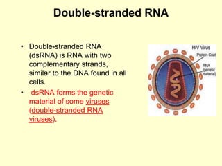 Double-stranded RNA
• Double-stranded RNA
(dsRNA) is RNA with two
complementary strands,
similar to the DNA found in all
cells.
• dsRNA forms the genetic
material of some viruses
(double-stranded RNA
viruses).
 