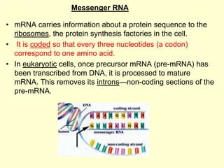 • mRNA carries information about a protein sequence to the
ribosomes, the protein synthesis factories in the cell.
• It is coded so that every three nucleotides (a codon)
correspond to one amino acid.
• In eukaryotic cells, once precursor mRNA (pre-mRNA) has
been transcribed from DNA, it is processed to mature
mRNA. This removes its introns—non-coding sections of the
pre-mRNA.
Messenger RNA
 