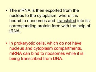 • The mRNA is then exported from the
nucleus to the cytoplasm, where it is
bound to ribosomes and translated into its
corresponding protein form with the help of
tRNA.
• In prokaryotic cells, which do not have
nucleus and cytoplasm compartments,
mRNA can bind to ribosomes while it is
being transcribed from DNA.
 