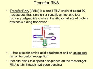 Transfer RNA
• Transfer RNA (tRNA) is a small RNA chain of about 80
nucleotides that transfers a specific amino acid to a
growing polypeptide chain at the ribosomal site of protein
synthesis during translation.
• It has sites for amino acid attachment and an anticodon
region for codon recognition
• that site binds to a specific sequence on the messenger
RNA chain through hydrogen bonding.
 