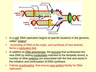 • In a cell, DNA replication begins at specific locations in the genome,
called "origins".
• Unwinding of DNA at the origin, and synthesis of new strands,
forms a replication fork.
• In addition to DNA polymerase, the enzyme that synthesizes the
new DNA by adding nucleotides matched to the template strand, a
number of other proteins are associated with the fork and assist in
the initiation and continuation of DNA synthesis.
• Cellular proofreading that ensure near perfect fidelity for DNA
replication.
 