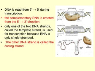 • DNA is read from 3' → 5' during
transcription.
• the complementary RNA is created
from the 5' → 3' direction.
• only one of the two DNA strands,
called the template strand, is used
for transcription because RNA is
only single-stranded.
• The other DNA strand is called the
coding strand.
 