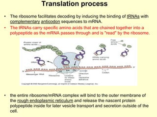 • The ribosome facilitates decoding by inducing the binding of tRNAs with
complementary anticodon sequences to mRNA.
• The tRNAs carry specific amino acids that are chained together into a
polypeptide as the mRNA passes through and is "read" by the ribosome.
• the entire ribosome/mRNA complex will bind to the outer membrane of
the rough endoplasmic reticulum and release the nascent protein
polypeptide inside for later vesicle transport and secretion outside of the
cell.
Translation process
 