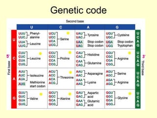 Genetic code
 