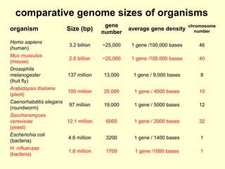 organism Size (bp)
gene
number
average gene density
chromosome
number
Homo sapiens
(human)
3.2 billion ~25,000 1 gene /100,000 bases 46
Mus musculus
(mouse)
2.6 billion ~25,000 1 gene /100,000 bases 40
Drosophila
melanogaster
(fruit fly)
137 million 13,000 1 gene / 9,000 bases 8
Arabidopsis thaliana
(plant)
100 million 25,000 1 gene / 4000 bases 10
Caenorhabditis elegans
(roundworm)
97 million 19,000 1 gene / 5000 bases 12
Saccharomyces
cerevisiae
(yeast)
12.1 million 6000 1 gene / 2000 bases 32
Escherichia coli
(bacteria)
4.6 million 3200 1 gene / 1400 bases 1
H. influenzae
(bacteria)
1.8 million 1700 1 gene /1000 bases 1
comparative genome sizes of organisms
 