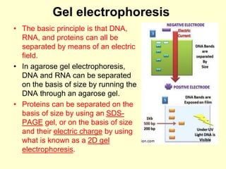 Gel electrophoresis
• The basic principle is that DNA,
RNA, and proteins can all be
separated by means of an electric
field.
• In agarose gel electrophoresis,
DNA and RNA can be separated
on the basis of size by running the
DNA through an agarose gel.
• Proteins can be separated on the
basis of size by using an SDS-
PAGE gel, or on the basis of size
and their electric charge by using
what is known as a 2D gel
electrophoresis.
 