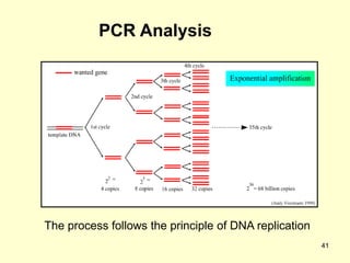 41
PCR Analysis
The process follows the principle of DNA replication
 