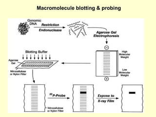 Macromolecule blotting & probing
 