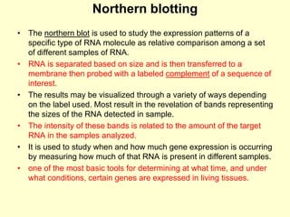 Northern blotting
• The northern blot is used to study the expression patterns of a
specific type of RNA molecule as relative comparison among a set
of different samples of RNA.
• RNA is separated based on size and is then transferred to a
membrane then probed with a labeled complement of a sequence of
interest.
• The results may be visualized through a variety of ways depending
on the label used. Most result in the revelation of bands representing
the sizes of the RNA detected in sample.
• The intensity of these bands is related to the amount of the target
RNA in the samples analyzed.
• It is used to study when and how much gene expression is occurring
by measuring how much of that RNA is present in different samples.
• one of the most basic tools for determining at what time, and under
what conditions, certain genes are expressed in living tissues.
 