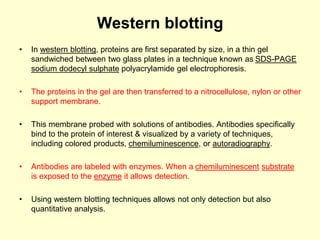 Western blotting
• In western blotting, proteins are first separated by size, in a thin gel
sandwiched between two glass plates in a technique known as SDS-PAGE
sodium dodecyl sulphate polyacrylamide gel electrophoresis.
• The proteins in the gel are then transferred to a nitrocellulose, nylon or other
support membrane.
• This membrane probed with solutions of antibodies. Antibodies specifically
bind to the protein of interest & visualized by a variety of techniques,
including colored products, chemiluminescence, or autoradiography.
• Antibodies are labeled with enzymes. When a chemiluminescent substrate
is exposed to the enzyme it allows detection.
• Using western blotting techniques allows not only detection but also
quantitative analysis.
 