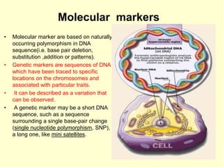 Molecular markers
• Molecular marker are based on naturally
occurring polymorphism in DNA
sequence(i.e. base pair deletion,
substitution ,addition or patterns).
• Genetic markers are sequences of DNA
which have been traced to specific
locations on the chromosomes and
associated with particular traits.
• It can be described as a variation that
can be observed.
• A genetic marker may be a short DNA
sequence, such as a sequence
surrounding a single base-pair change
(single nucleotide polymorphism, SNP), or
a long one, like mini satellites.
 
