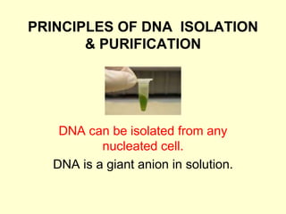 PRINCIPLES OF DNA ISOLATION
& PURIFICATION
DNA can be isolated from any
nucleated cell.
DNA is a giant anion in solution.
 