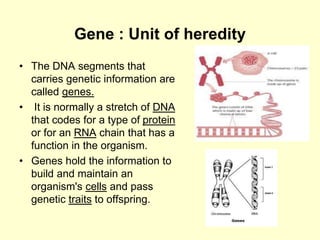 Gene : Unit of heredity
• The DNA segments that
carries genetic information are
called genes.
• It is normally a stretch of DNA
that codes for a type of protein
or for an RNA chain that has a
function in the organism.
• Genes hold the information to
build and maintain an
organism's cells and pass
genetic traits to offspring.
 