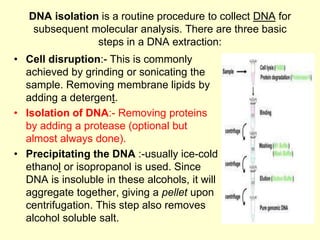 DNA isolation is a routine procedure to collect DNA for
subsequent molecular analysis. There are three basic
steps in a DNA extraction:
• Cell disruption:- This is commonly
achieved by grinding or sonicating the
sample. Removing membrane lipids by
adding a detergent.
• Isolation of DNA:- Removing proteins
by adding a protease (optional but
almost always done).
• Precipitating the DNA :-usually ice-cold
ethanol or isopropanol is used. Since
DNA is insoluble in these alcohols, it will
aggregate together, giving a pellet upon
centrifugation. This step also removes
alcohol soluble salt.
 