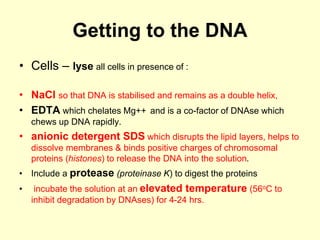 Getting to the DNA
• Cells – lyse all cells in presence of :
• NaCl so that DNA is stabilised and remains as a double helix,
• EDTA which chelates Mg++ and is a co-factor of DNAse which
chews up DNA rapidly.
• anionic detergent SDS which disrupts the lipid layers, helps to
dissolve membranes & binds positive charges of chromosomal
proteins (histones) to release the DNA into the solution.
• Include a protease (proteinase K) to digest the proteins
• incubate the solution at an elevated temperature (56oC to
inhibit degradation by DNAses) for 4-24 hrs.
 