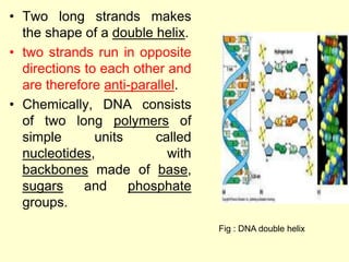 • Two long strands makes
the shape of a double helix.
• two strands run in opposite
directions to each other and
are therefore anti-parallel.
• Chemically, DNA consists
of two long polymers of
simple units called
nucleotides, with
backbones made of base,
sugars and phosphate
groups.
Fig : DNA double helix
 
