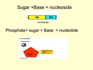 nucleoside
Sugar +Base = nucleoside
Phosphate+ sugar + Base = nucleotide
 