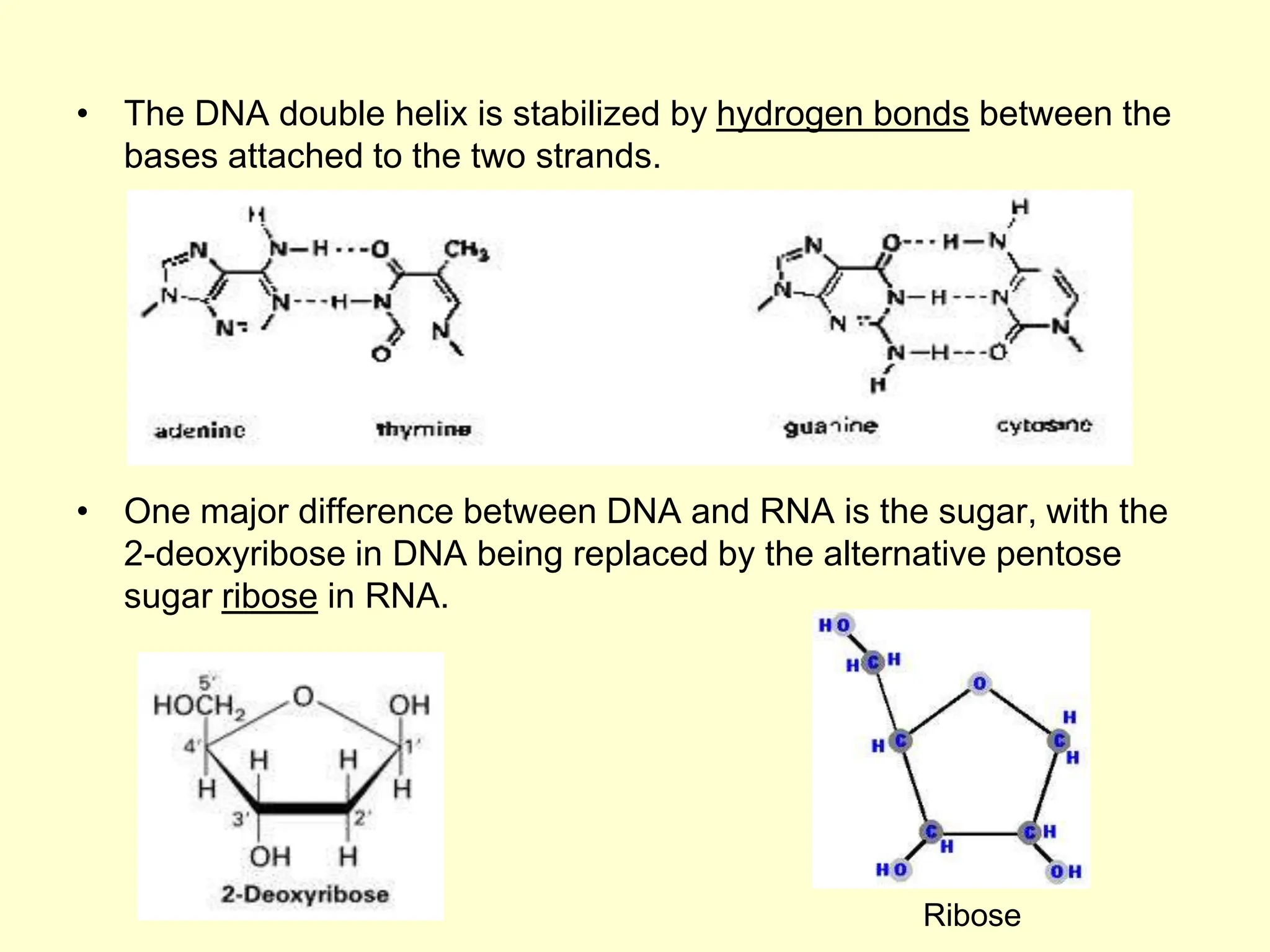 • The DNA double helix is stabilized by hydrogen bonds between the
bases attached to the two strands.
• One major difference between DNA and RNA is the sugar, with the
2-deoxyribose in DNA being replaced by the alternative pentose
sugar ribose in RNA.
Ribose
 