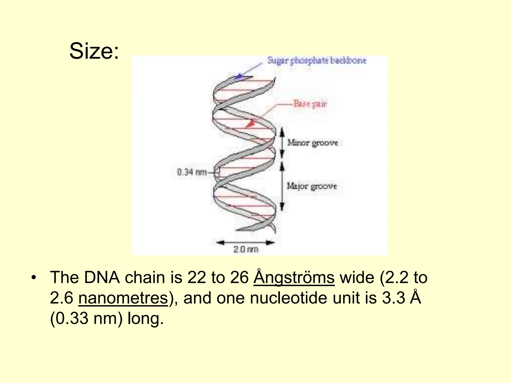 • The DNA chain is 22 to 26 Ångströms wide (2.2 to
2.6 nanometres), and one nucleotide unit is 3.3 Å
(0.33 nm) long.
Size:
 