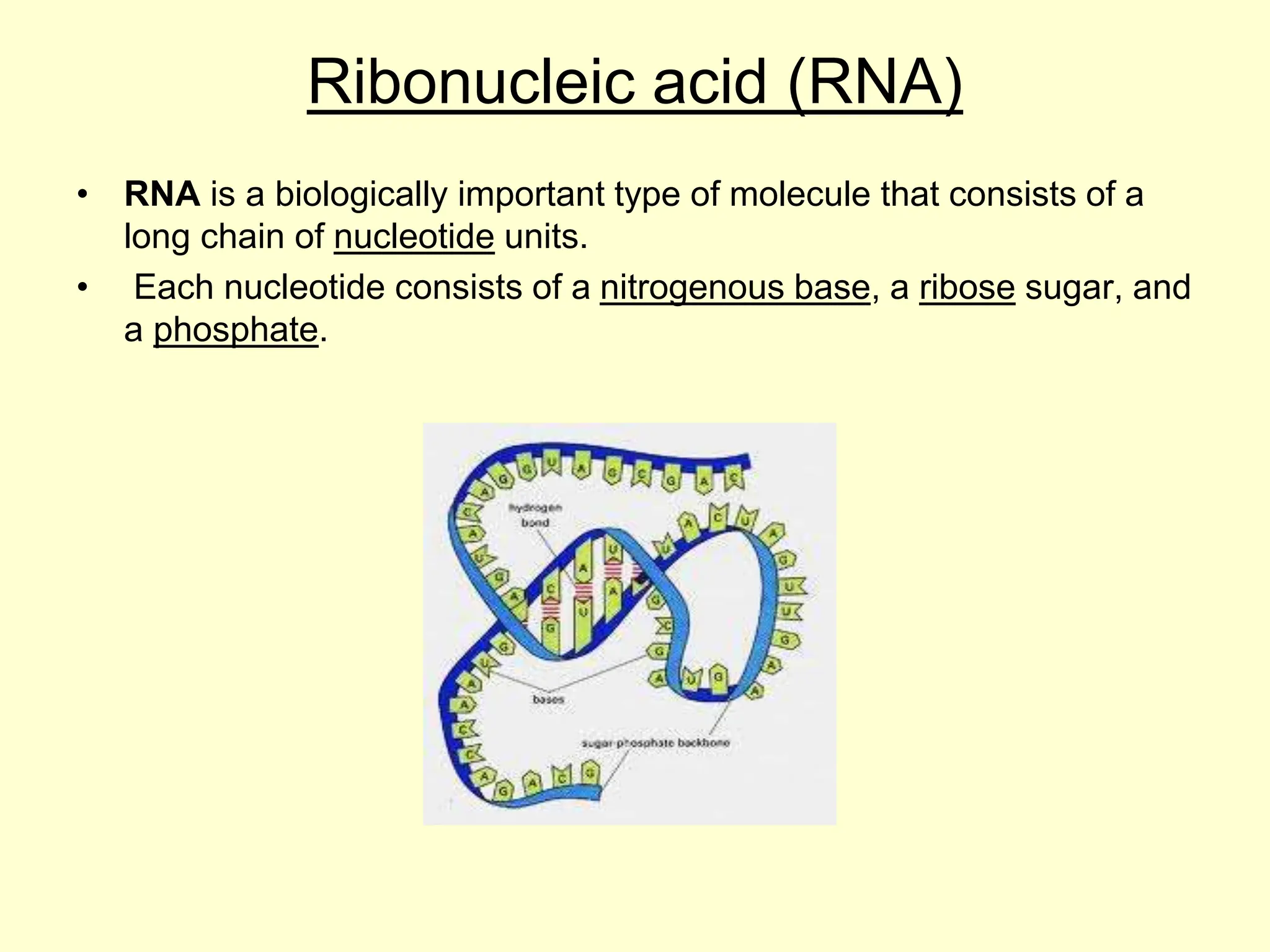 Ribonucleic acid (RNA)
• RNA is a biologically important type of molecule that consists of a
long chain of nucleotide units.
• Each nucleotide consists of a nitrogenous base, a ribose sugar, and
a phosphate.
 