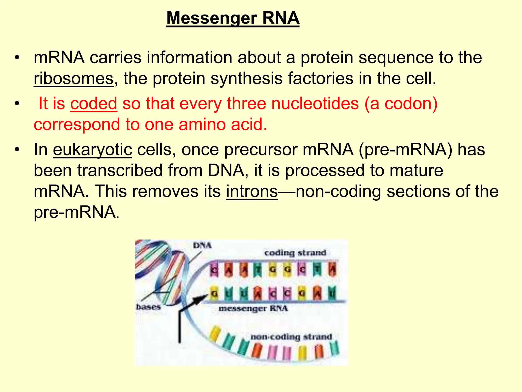 • mRNA carries information about a protein sequence to the
ribosomes, the protein synthesis factories in the cell.
• It is coded so that every three nucleotides (a codon)
correspond to one amino acid.
• In eukaryotic cells, once precursor mRNA (pre-mRNA) has
been transcribed from DNA, it is processed to mature
mRNA. This removes its introns—non-coding sections of the
pre-mRNA.
Messenger RNA
 