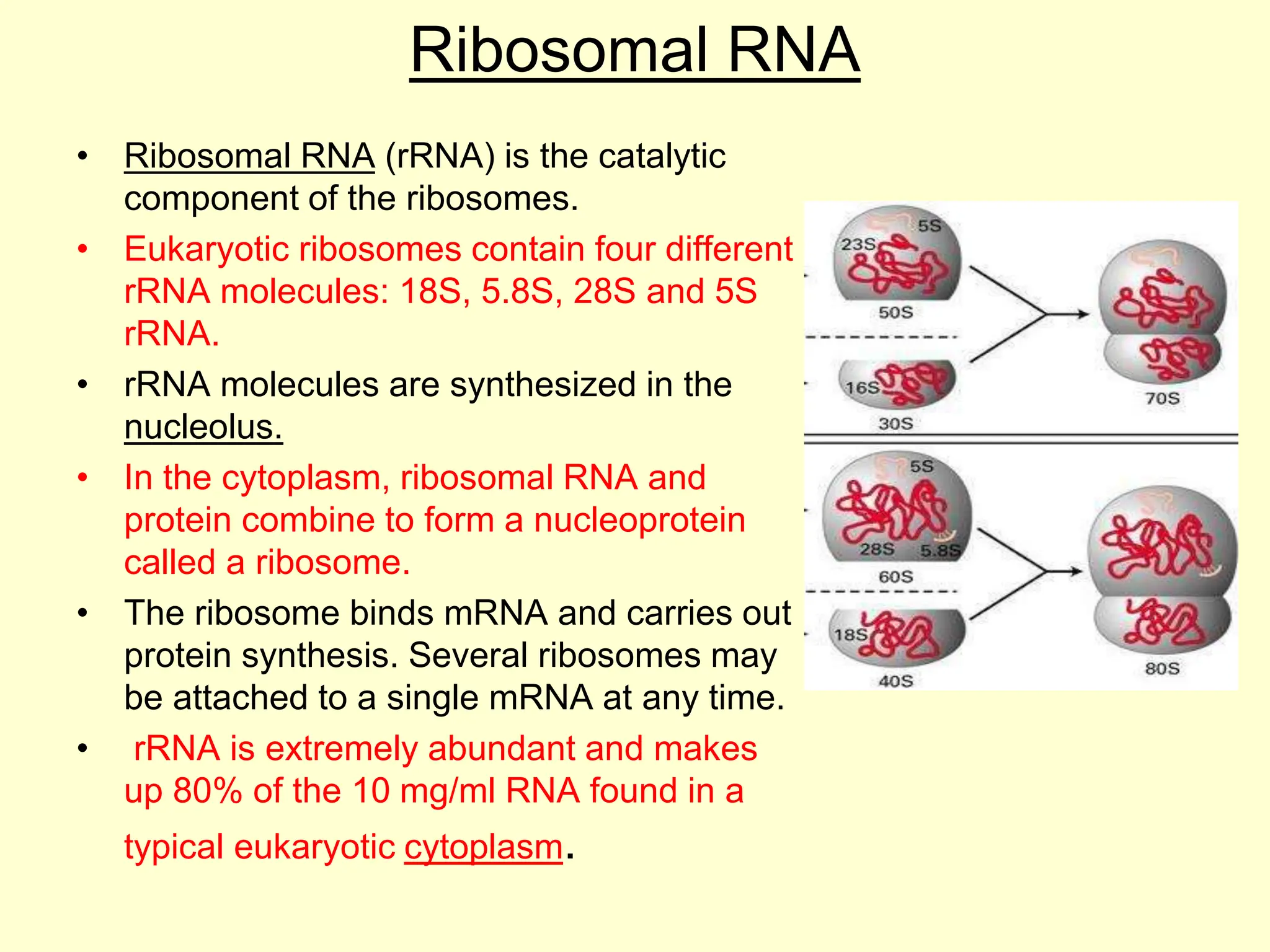Ribosomal RNA
• Ribosomal RNA (rRNA) is the catalytic
component of the ribosomes.
• Eukaryotic ribosomes contain four different
rRNA molecules: 18S, 5.8S, 28S and 5S
rRNA.
• rRNA molecules are synthesized in the
nucleolus.
• In the cytoplasm, ribosomal RNA and
protein combine to form a nucleoprotein
called a ribosome.
• The ribosome binds mRNA and carries out
protein synthesis. Several ribosomes may
be attached to a single mRNA at any time.
• rRNA is extremely abundant and makes
up 80% of the 10 mg/ml RNA found in a
typical eukaryotic cytoplasm.
 
