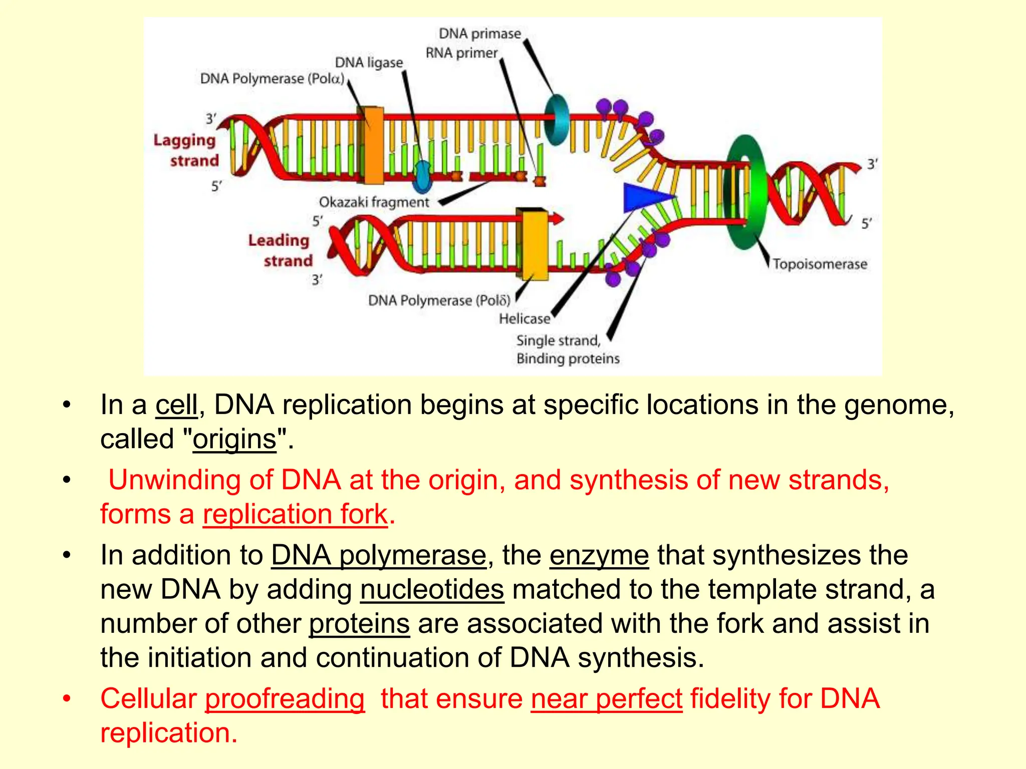 • In a cell, DNA replication begins at specific locations in the genome,
called "origins".
• Unwinding of DNA at the origin, and synthesis of new strands,
forms a replication fork.
• In addition to DNA polymerase, the enzyme that synthesizes the
new DNA by adding nucleotides matched to the template strand, a
number of other proteins are associated with the fork and assist in
the initiation and continuation of DNA synthesis.
• Cellular proofreading that ensure near perfect fidelity for DNA
replication.
 