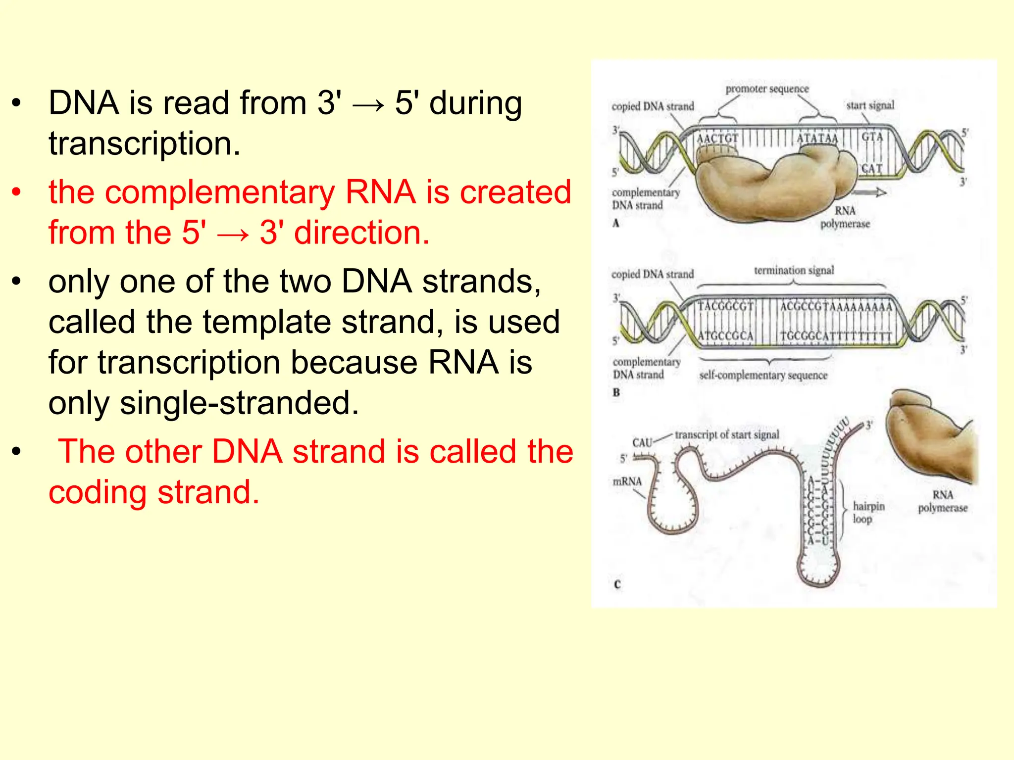 • DNA is read from 3' → 5' during
transcription.
• the complementary RNA is created
from the 5' → 3' direction.
• only one of the two DNA strands,
called the template strand, is used
for transcription because RNA is
only single-stranded.
• The other DNA strand is called the
coding strand.
 