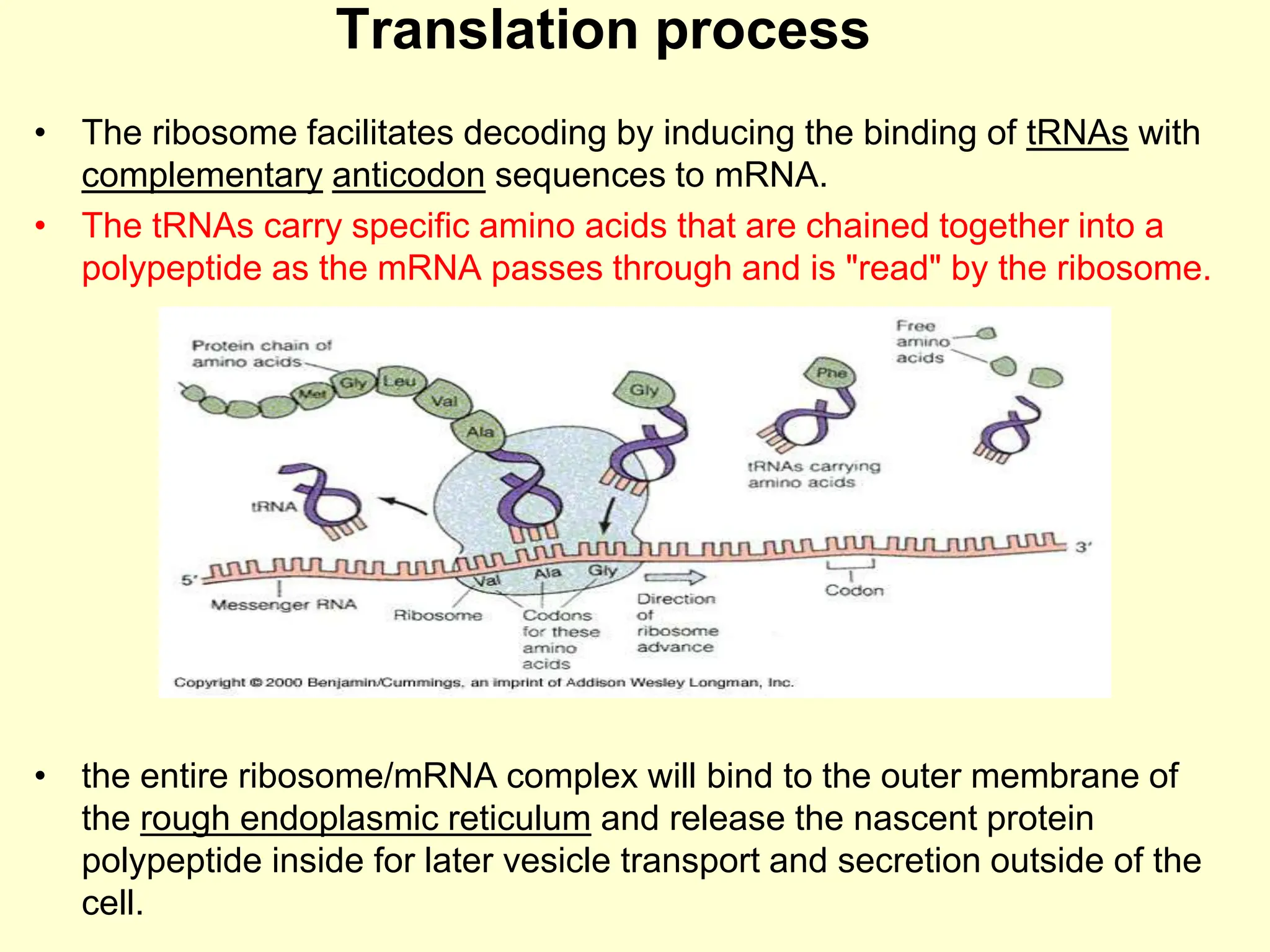 • The ribosome facilitates decoding by inducing the binding of tRNAs with
complementary anticodon sequences to mRNA.
• The tRNAs carry specific amino acids that are chained together into a
polypeptide as the mRNA passes through and is "read" by the ribosome.
• the entire ribosome/mRNA complex will bind to the outer membrane of
the rough endoplasmic reticulum and release the nascent protein
polypeptide inside for later vesicle transport and secretion outside of the
cell.
Translation process
 