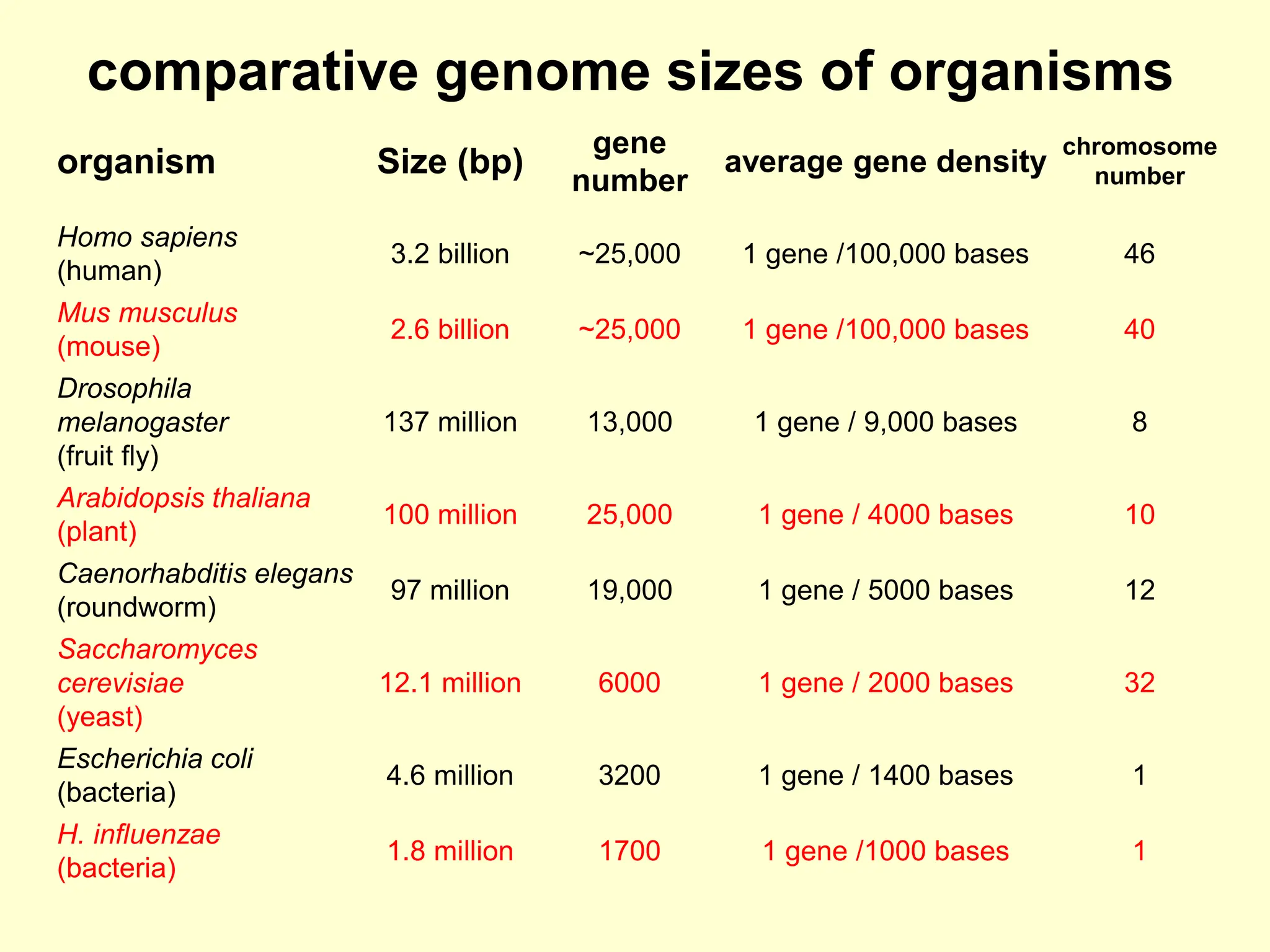 organism Size (bp)
gene
number
average gene density
chromosome
number
Homo sapiens
(human)
3.2 billion ~25,000 1 gene /100,000 bases 46
Mus musculus
(mouse)
2.6 billion ~25,000 1 gene /100,000 bases 40
Drosophila
melanogaster
(fruit fly)
137 million 13,000 1 gene / 9,000 bases 8
Arabidopsis thaliana
(plant)
100 million 25,000 1 gene / 4000 bases 10
Caenorhabditis elegans
(roundworm)
97 million 19,000 1 gene / 5000 bases 12
Saccharomyces
cerevisiae
(yeast)
12.1 million 6000 1 gene / 2000 bases 32
Escherichia coli
(bacteria)
4.6 million 3200 1 gene / 1400 bases 1
H. influenzae
(bacteria)
1.8 million 1700 1 gene /1000 bases 1
comparative genome sizes of organisms
 
