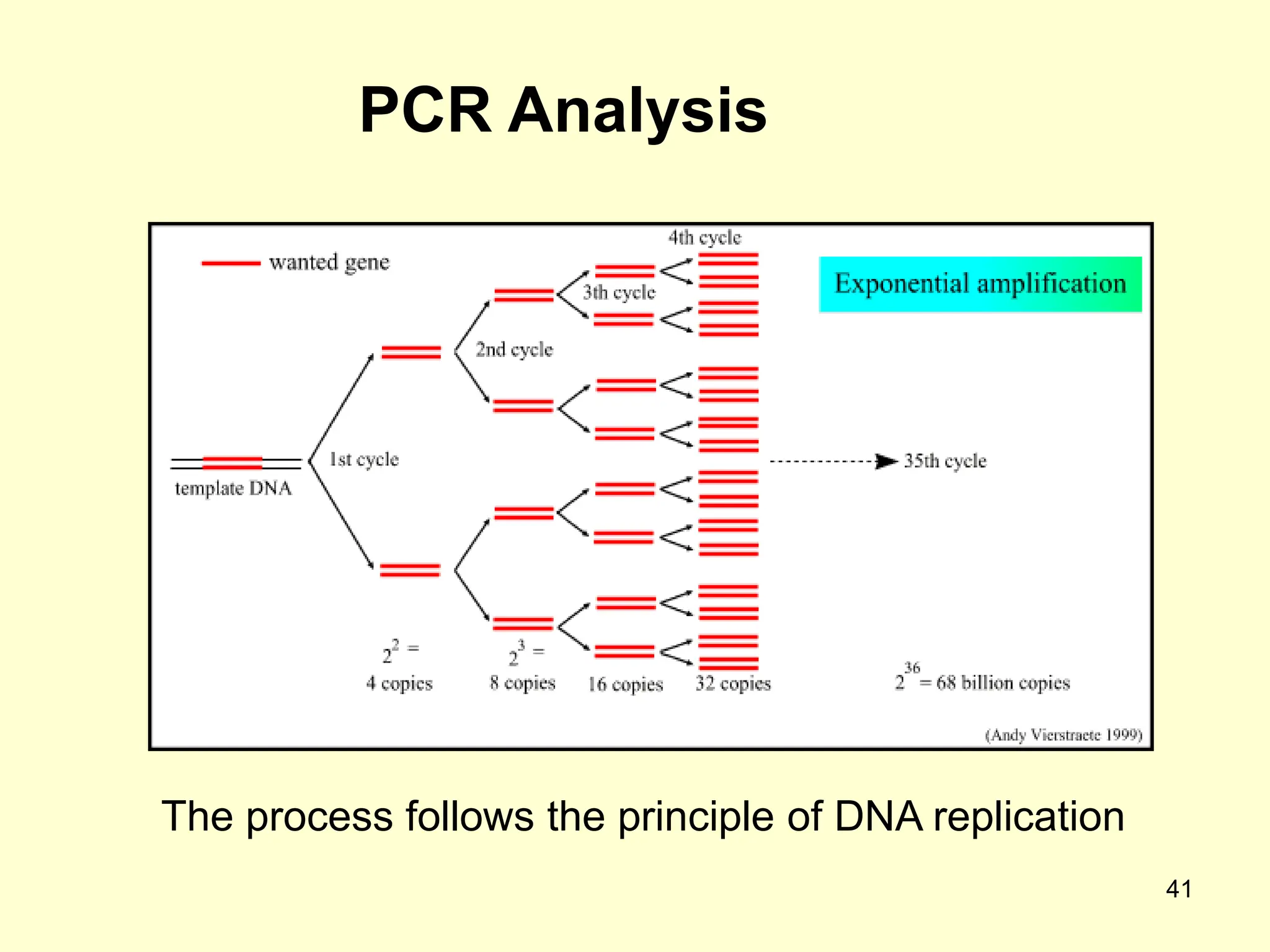 41
PCR Analysis
The process follows the principle of DNA replication
 