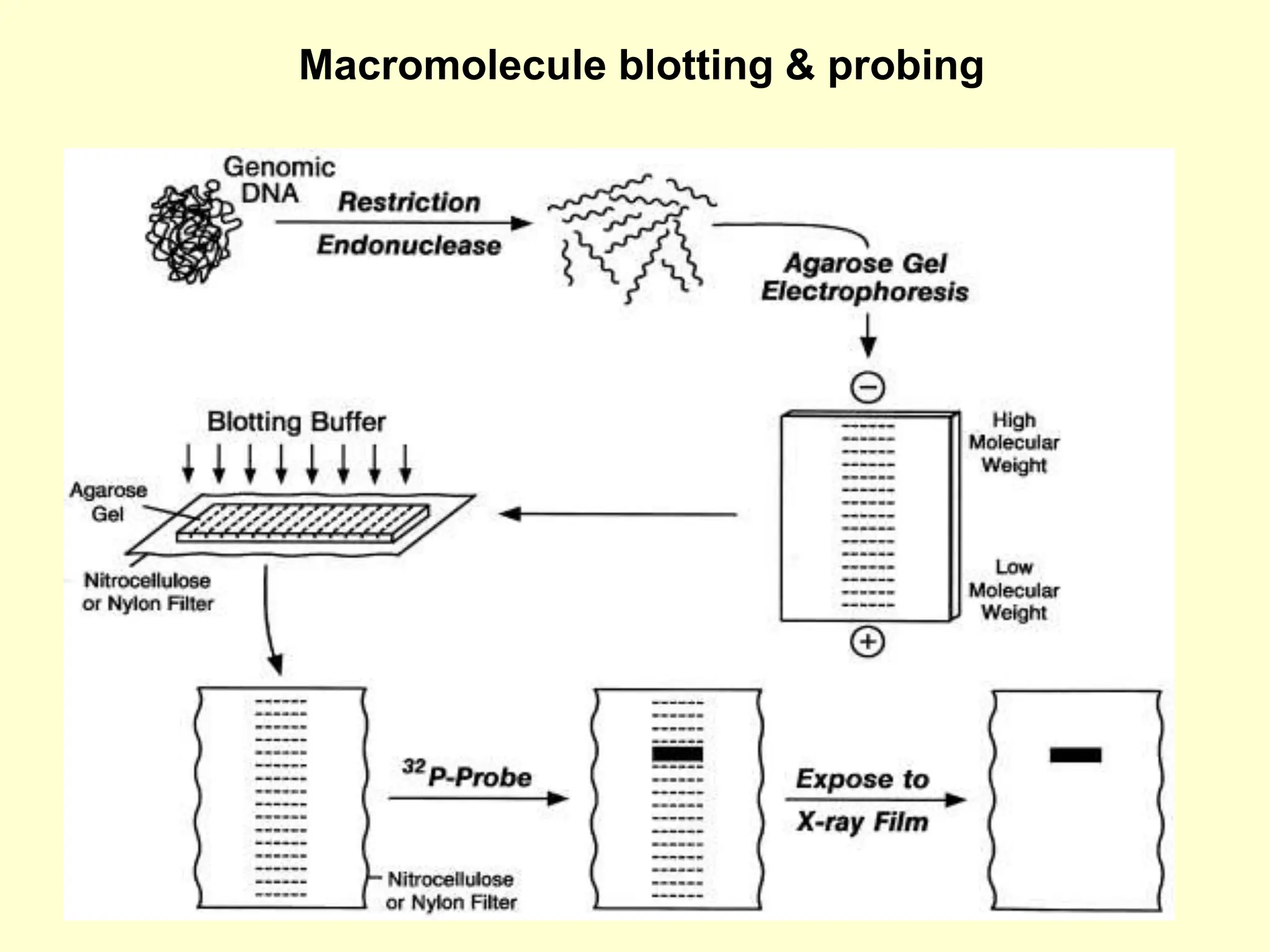 Macromolecule blotting & probing
 