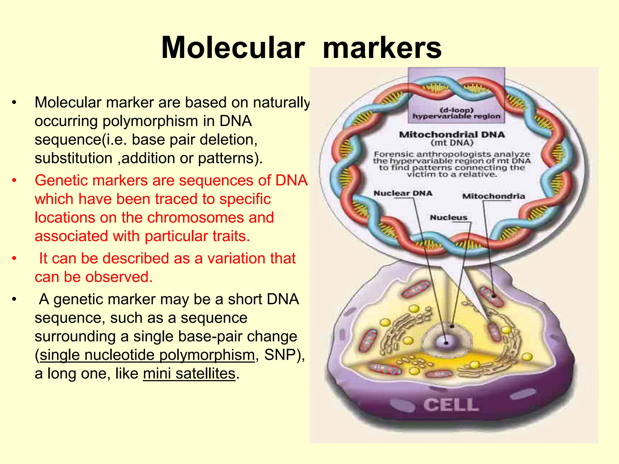Molecular markers
• Molecular marker are based on naturally
occurring polymorphism in DNA
sequence(i.e. base pair deletion,
substitution ,addition or patterns).
• Genetic markers are sequences of DNA
which have been traced to specific
locations on the chromosomes and
associated with particular traits.
• It can be described as a variation that
can be observed.
• A genetic marker may be a short DNA
sequence, such as a sequence
surrounding a single base-pair change
(single nucleotide polymorphism, SNP), or
a long one, like mini satellites.
 