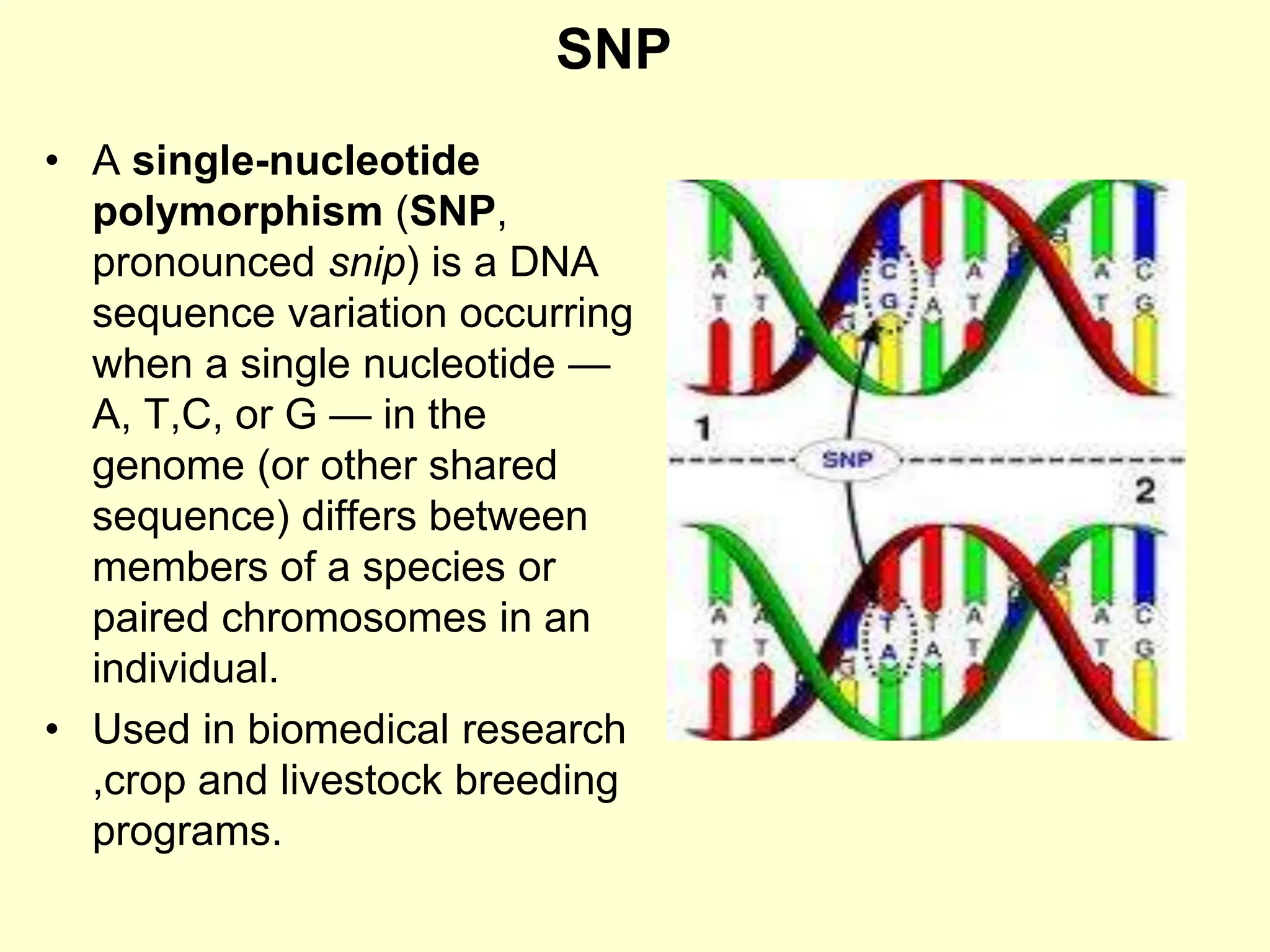 SNP
• A single-nucleotide
polymorphism (SNP,
pronounced snip) is a DNA
sequence variation occurring
when a single nucleotide —
A, T,C, or G — in the
genome (or other shared
sequence) differs between
members of a species or
paired chromosomes in an
individual.
• Used in biomedical research
,crop and livestock breeding
programs.
 