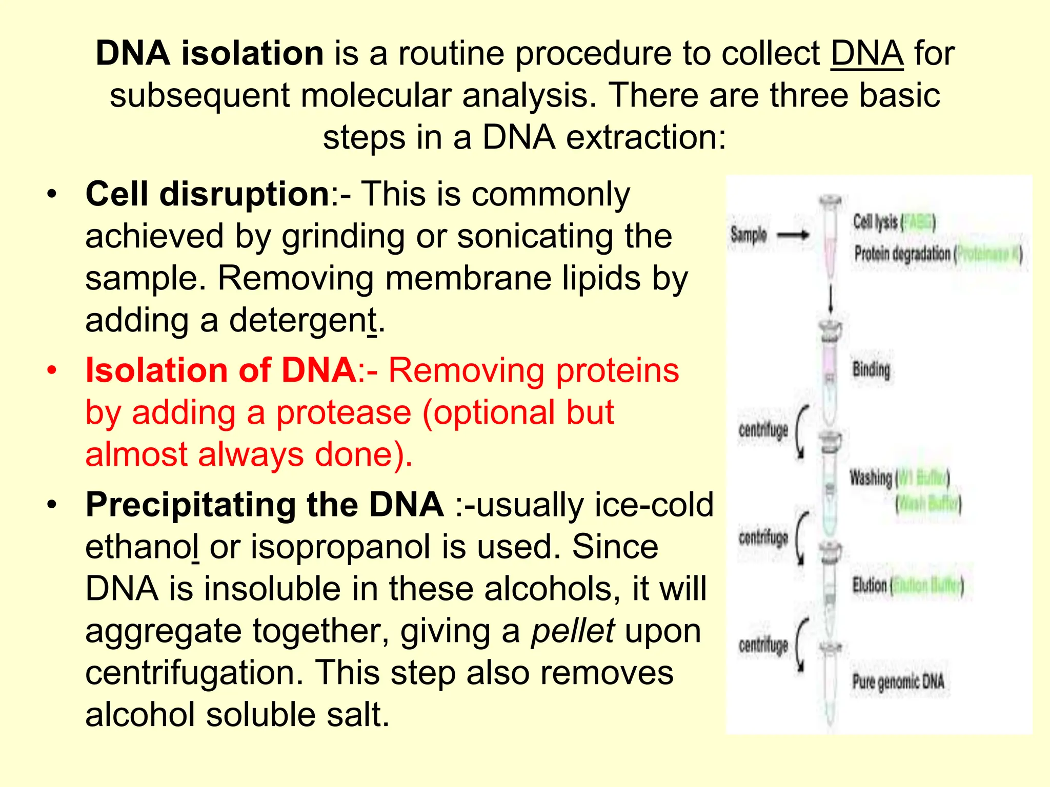 DNA isolation is a routine procedure to collect DNA for
subsequent molecular analysis. There are three basic
steps in a DNA extraction:
• Cell disruption:- This is commonly
achieved by grinding or sonicating the
sample. Removing membrane lipids by
adding a detergent.
• Isolation of DNA:- Removing proteins
by adding a protease (optional but
almost always done).
• Precipitating the DNA :-usually ice-cold
ethanol or isopropanol is used. Since
DNA is insoluble in these alcohols, it will
aggregate together, giving a pellet upon
centrifugation. This step also removes
alcohol soluble salt.
 