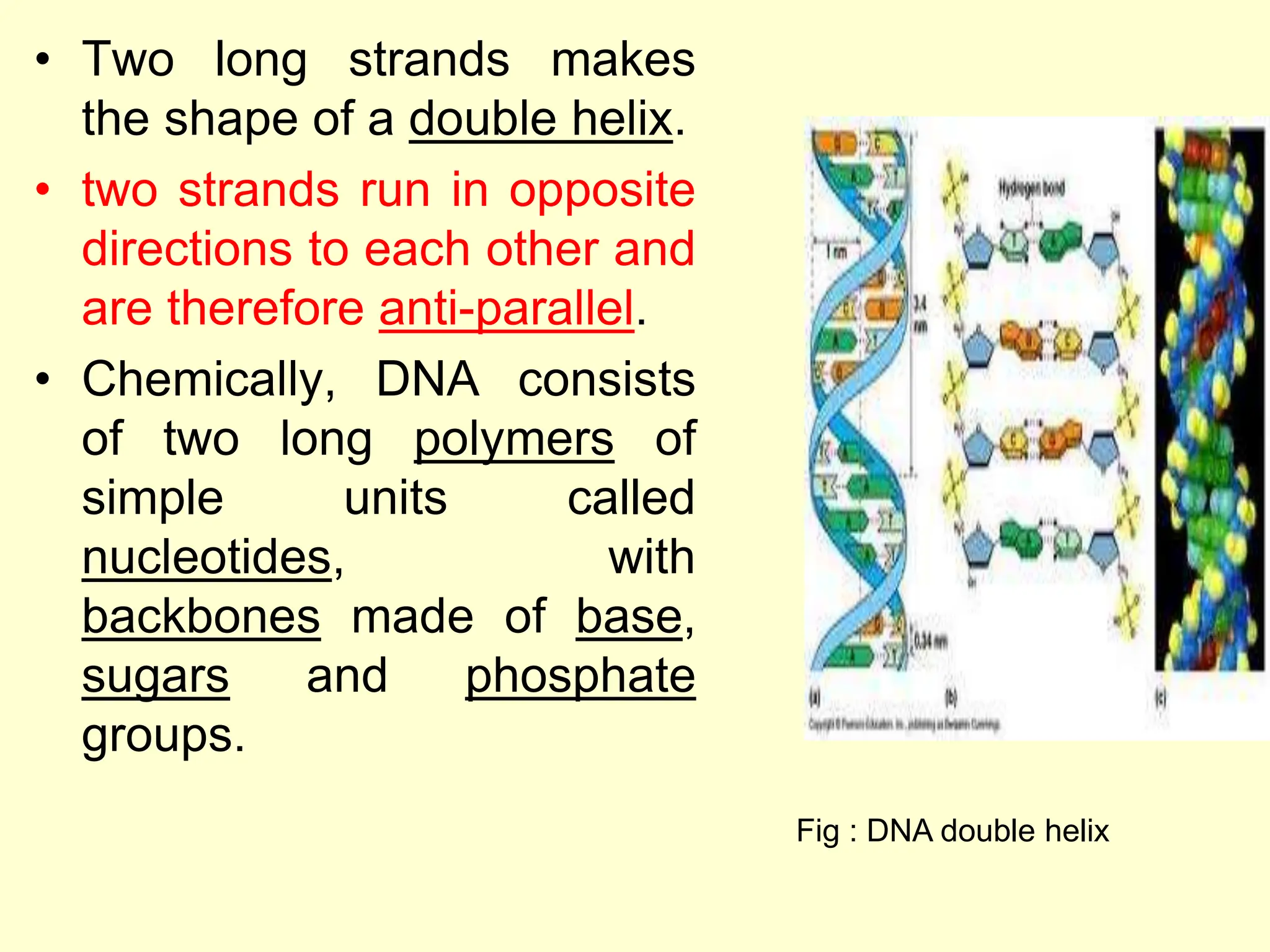 • Two long strands makes
the shape of a double helix.
• two strands run in opposite
directions to each other and
are therefore anti-parallel.
• Chemically, DNA consists
of two long polymers of
simple units called
nucleotides, with
backbones made of base,
sugars and phosphate
groups.
Fig : DNA double helix
 