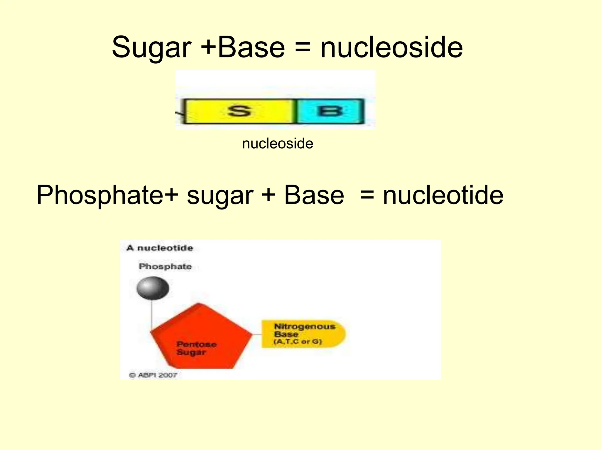nucleoside
Sugar +Base = nucleoside
Phosphate+ sugar + Base = nucleotide
 
