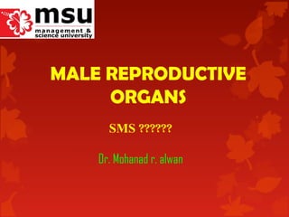 MALE REPRODUCTIVE
ORGANS
SMS ??????
Dr. Mohanad r. alwan
 